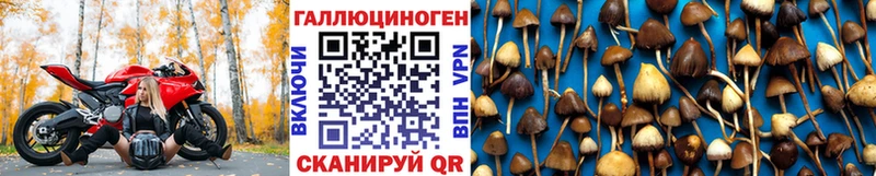 Галлюциногенные грибы Cubensis  кракен онион  Новопавловск  наркотики 